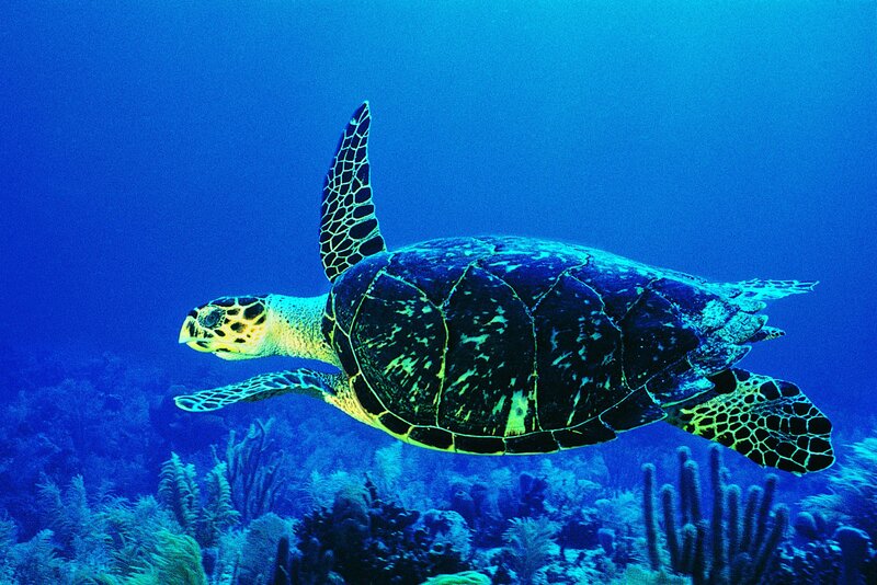 Sea turtle swimming underwater