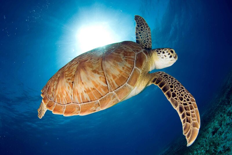 Sea turtle swimming underwater
