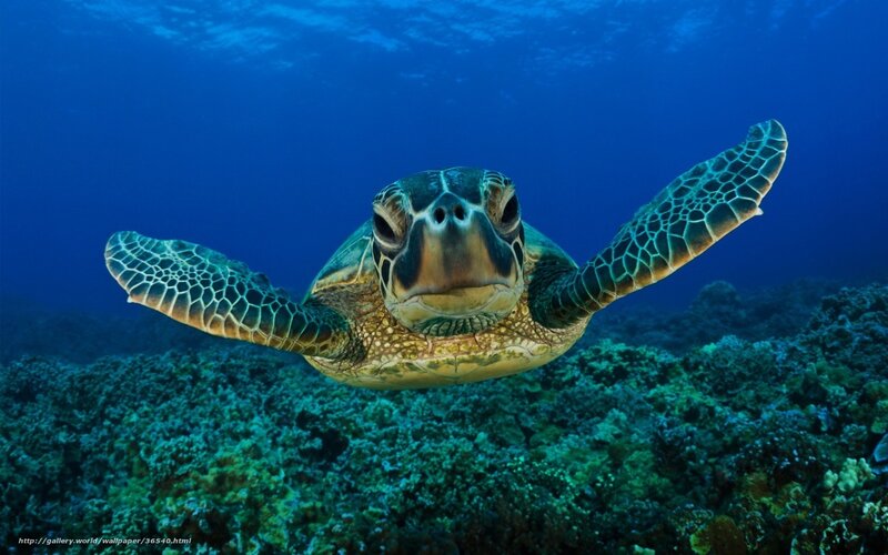 Sea turtle swimming underwater