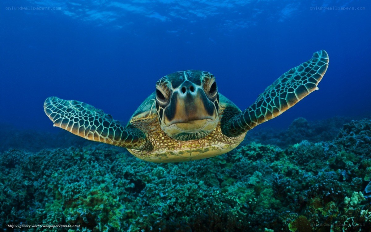 Sea turtle swimming underwater