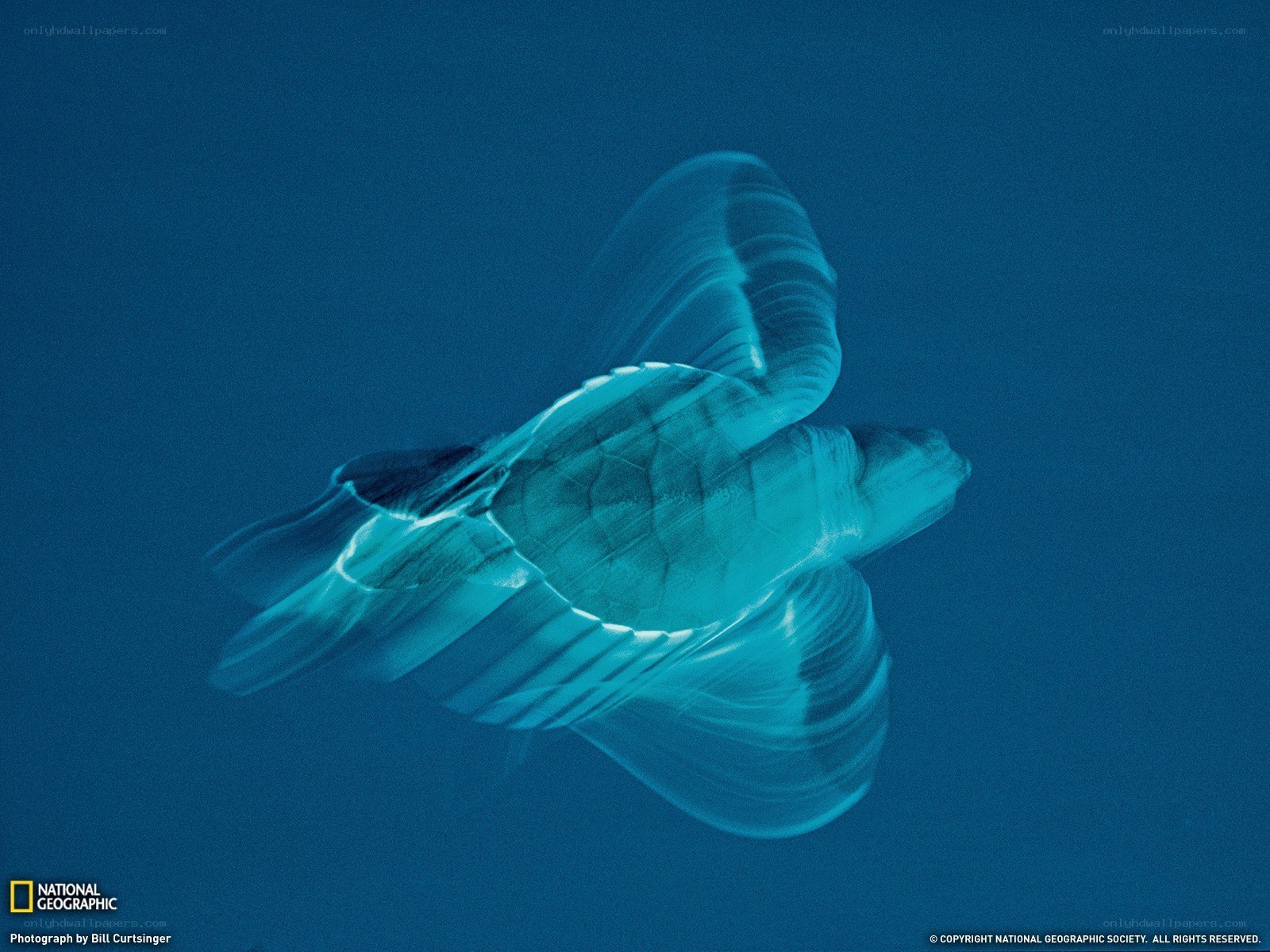 Sea turtle swimming underwater