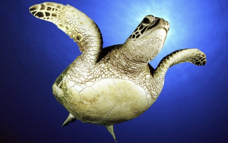 Sea turtle swimming underwater