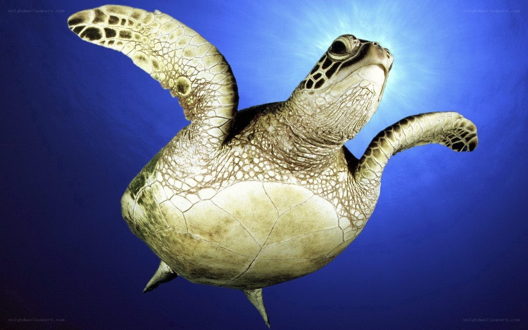 Sea turtle swimming underwater