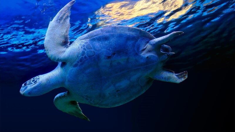Sea turtle swimming underwater