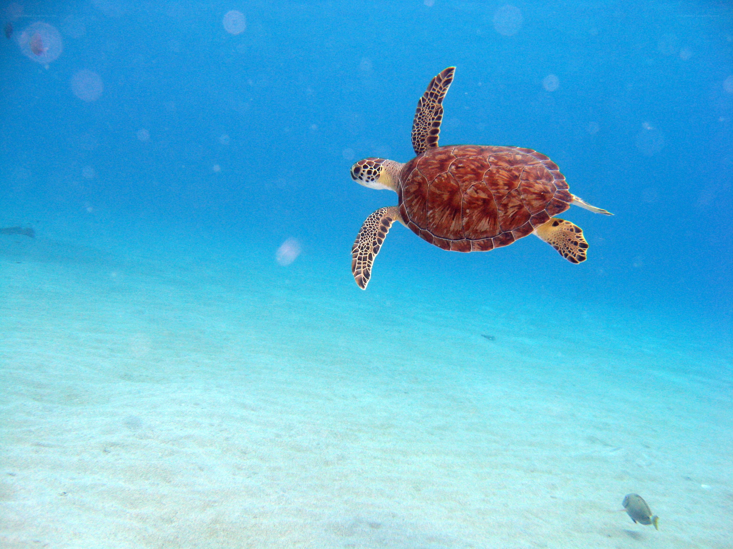 Sea turtle swimming underwater