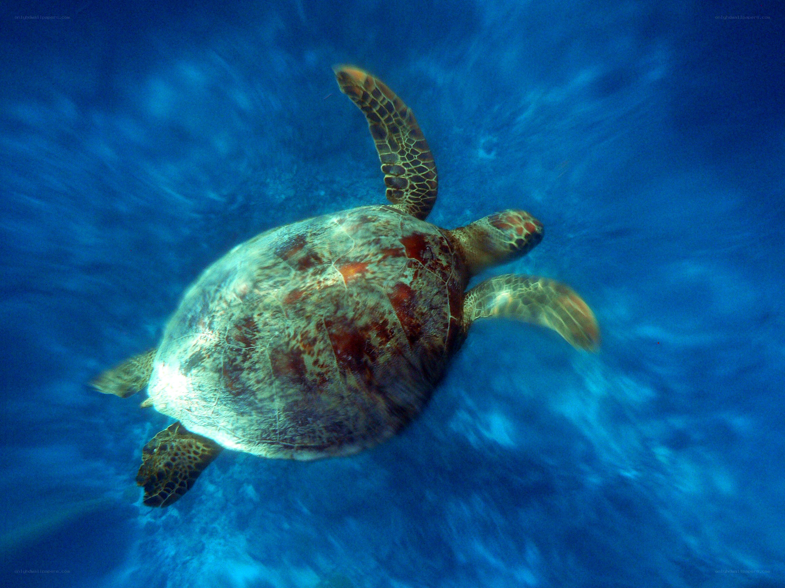 Sea turtle swimming underwater