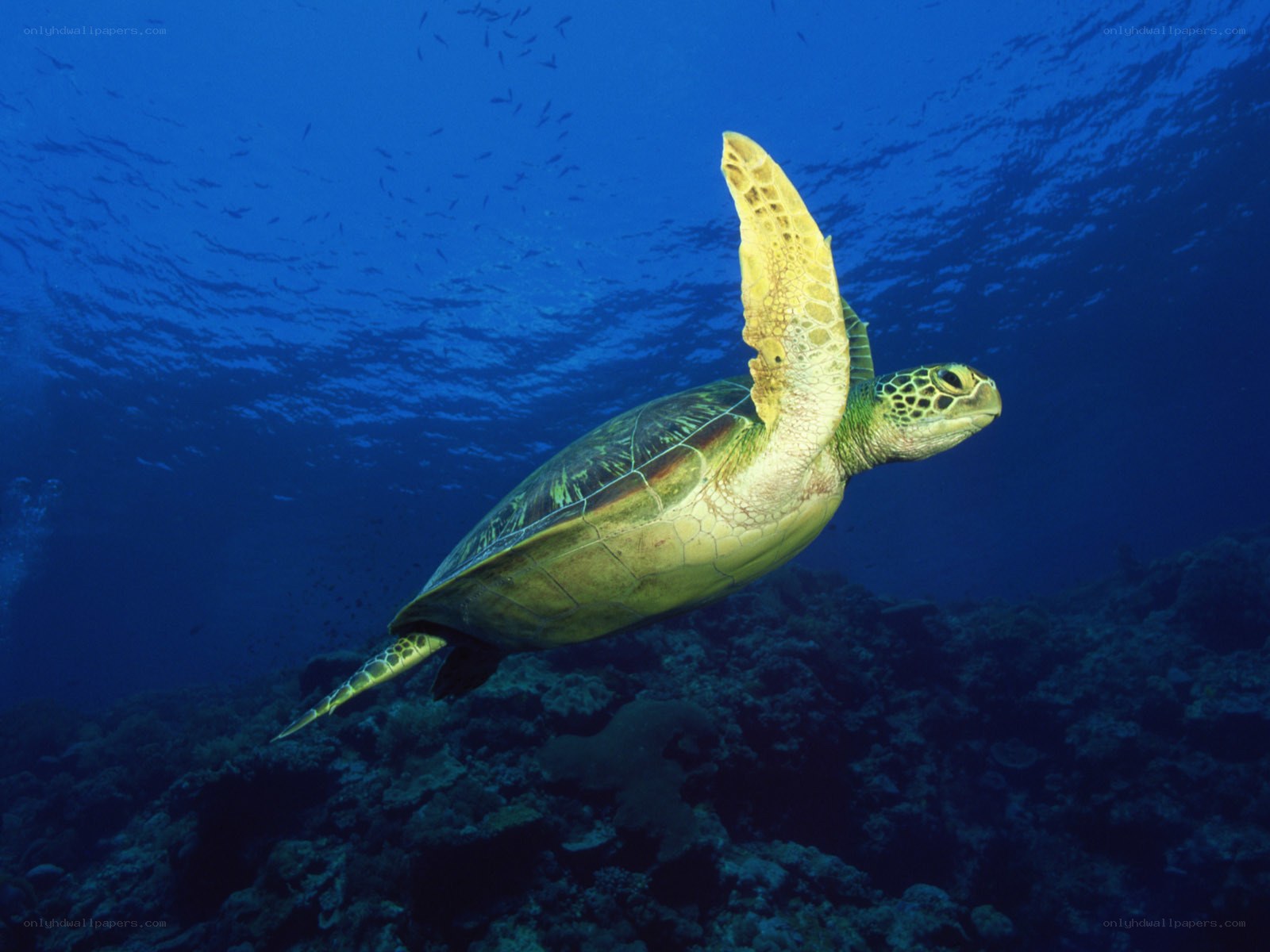 Sea turtle swimming underwater