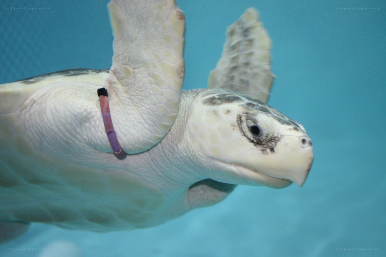 sea turtle swimming underwater
