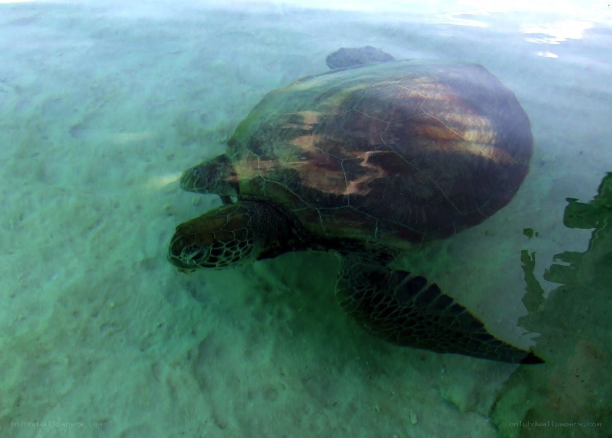 Sea turtle swimming underwater