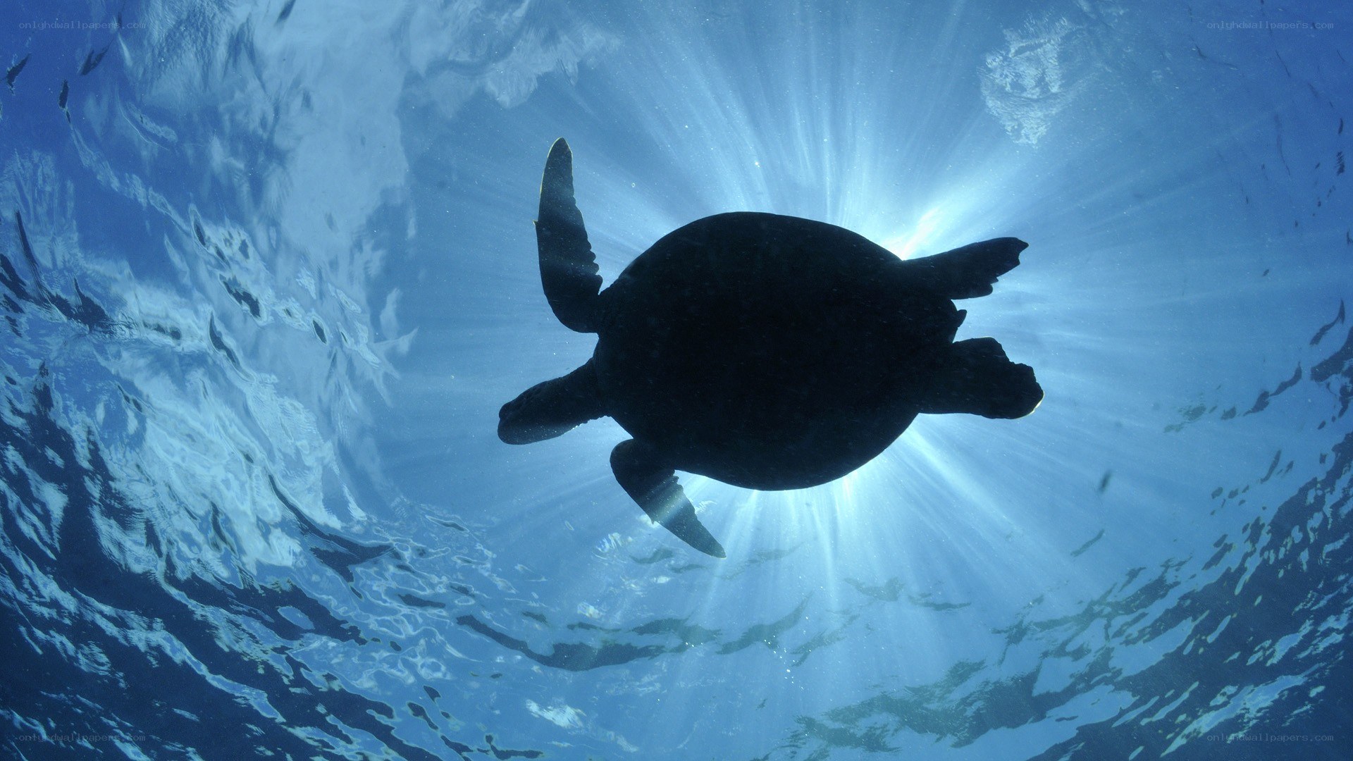 Sea turtle swimming underwater