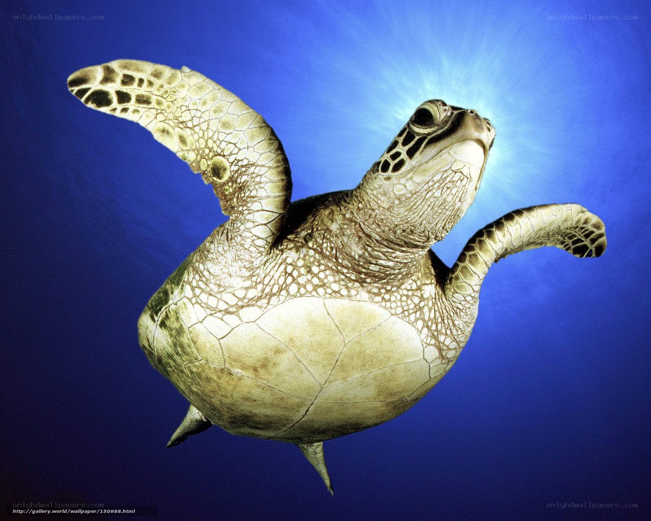Sea turtle swimming underwater