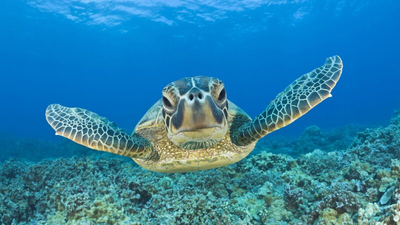 Sea turtle swimming underwater