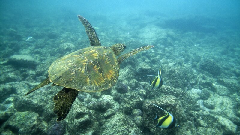 Sea turtle swimming underwater