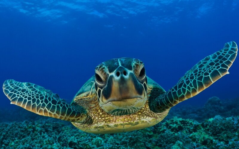 sea turtle swimming underwater