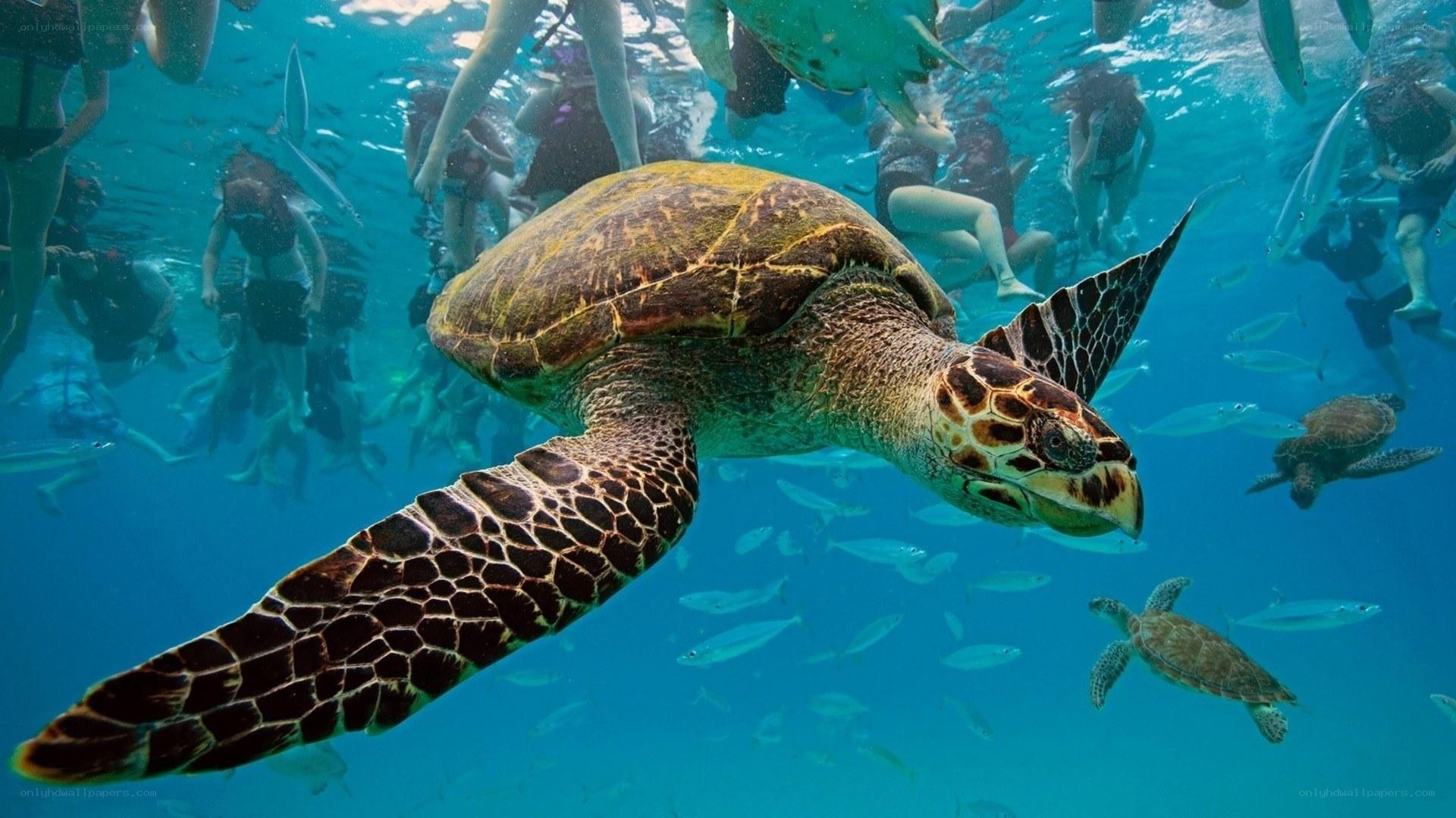 Sea turtle swimming underwater