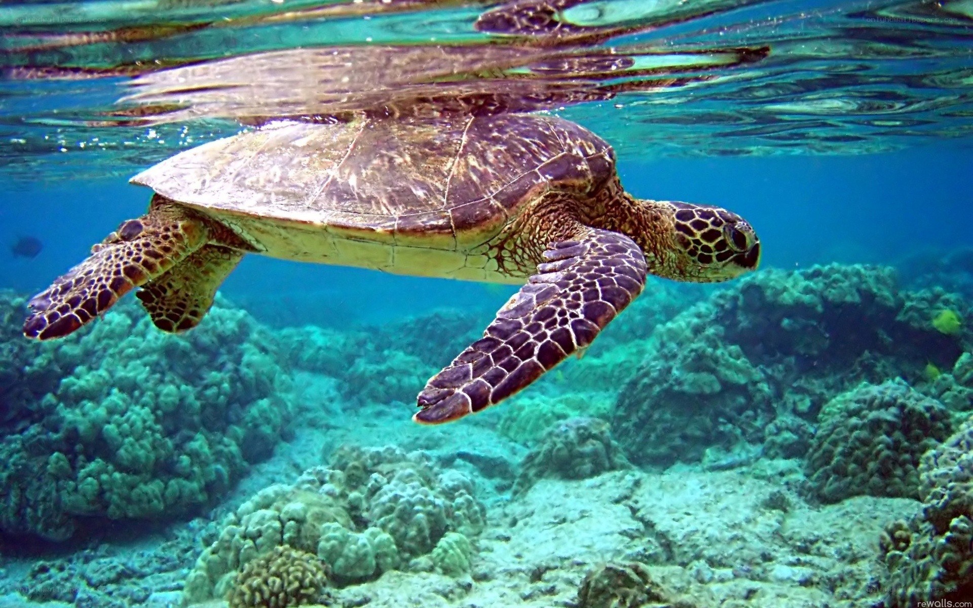 Sea turtle swimming underwater
