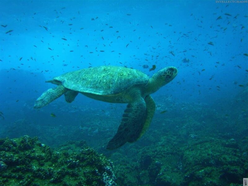 Sea turtle swimming underwater