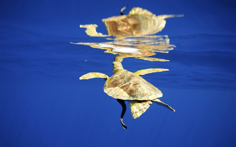 Sea turtle swimming underwater