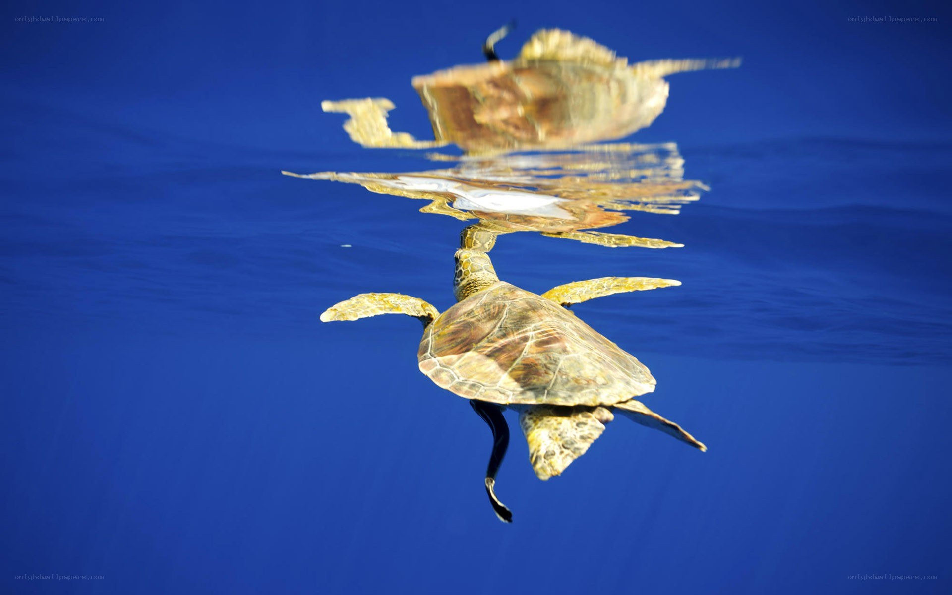 Sea turtle swimming underwater