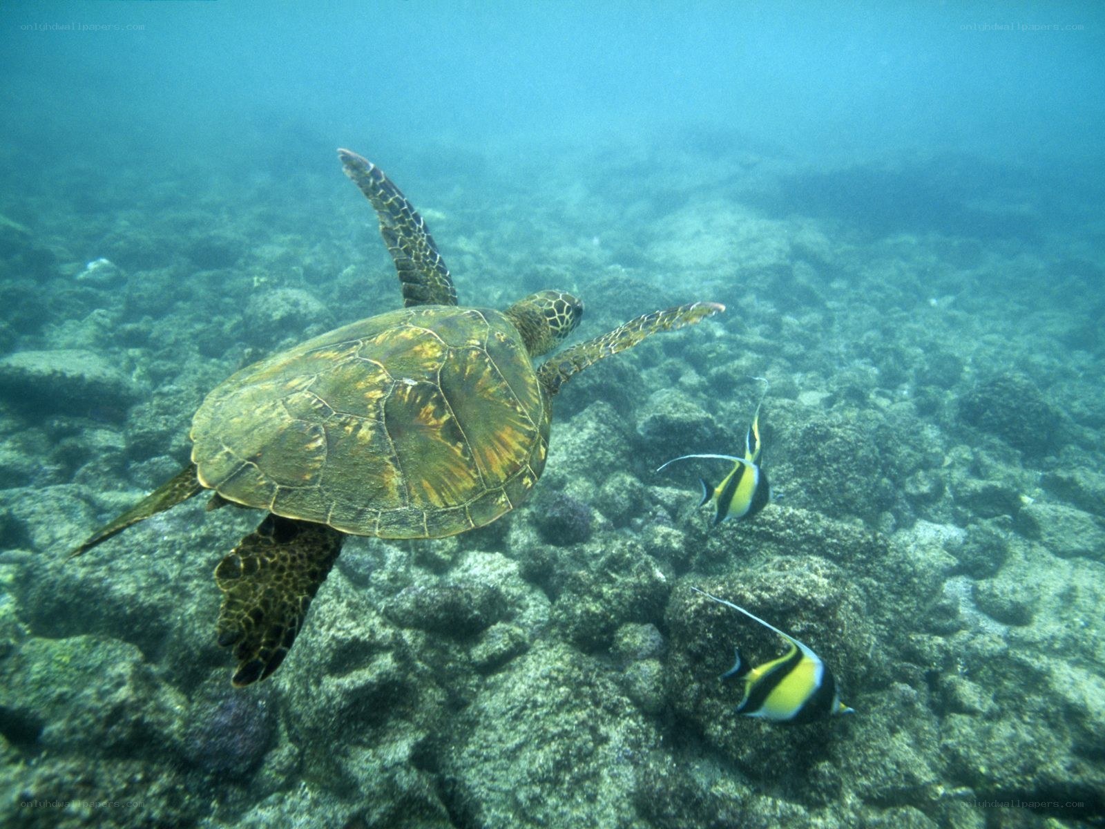 Sea turtle swimming underwater
