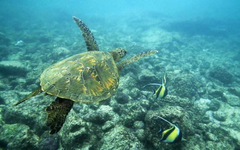 Sea turtle swimming underwater