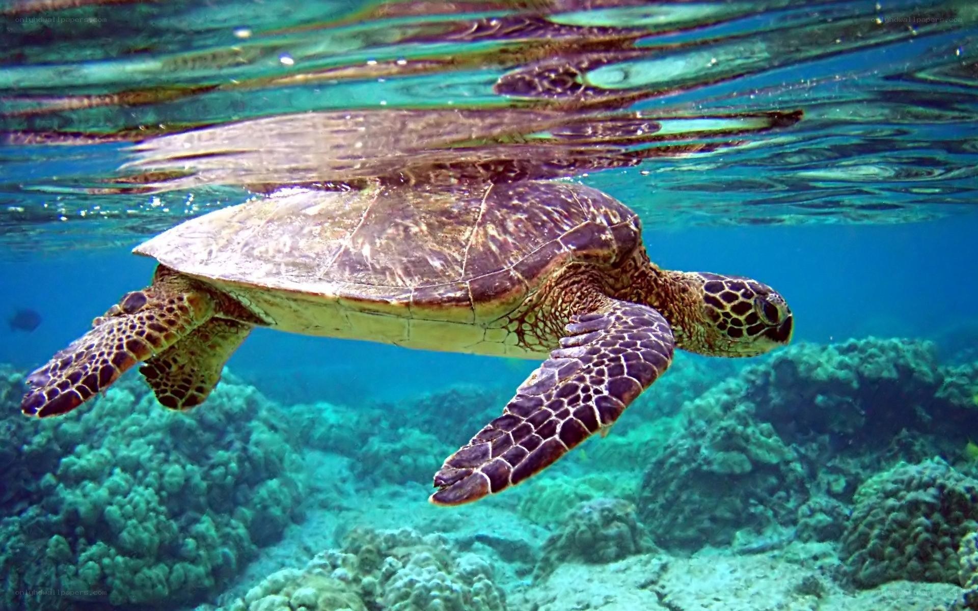 Sea turtle swimming underwater