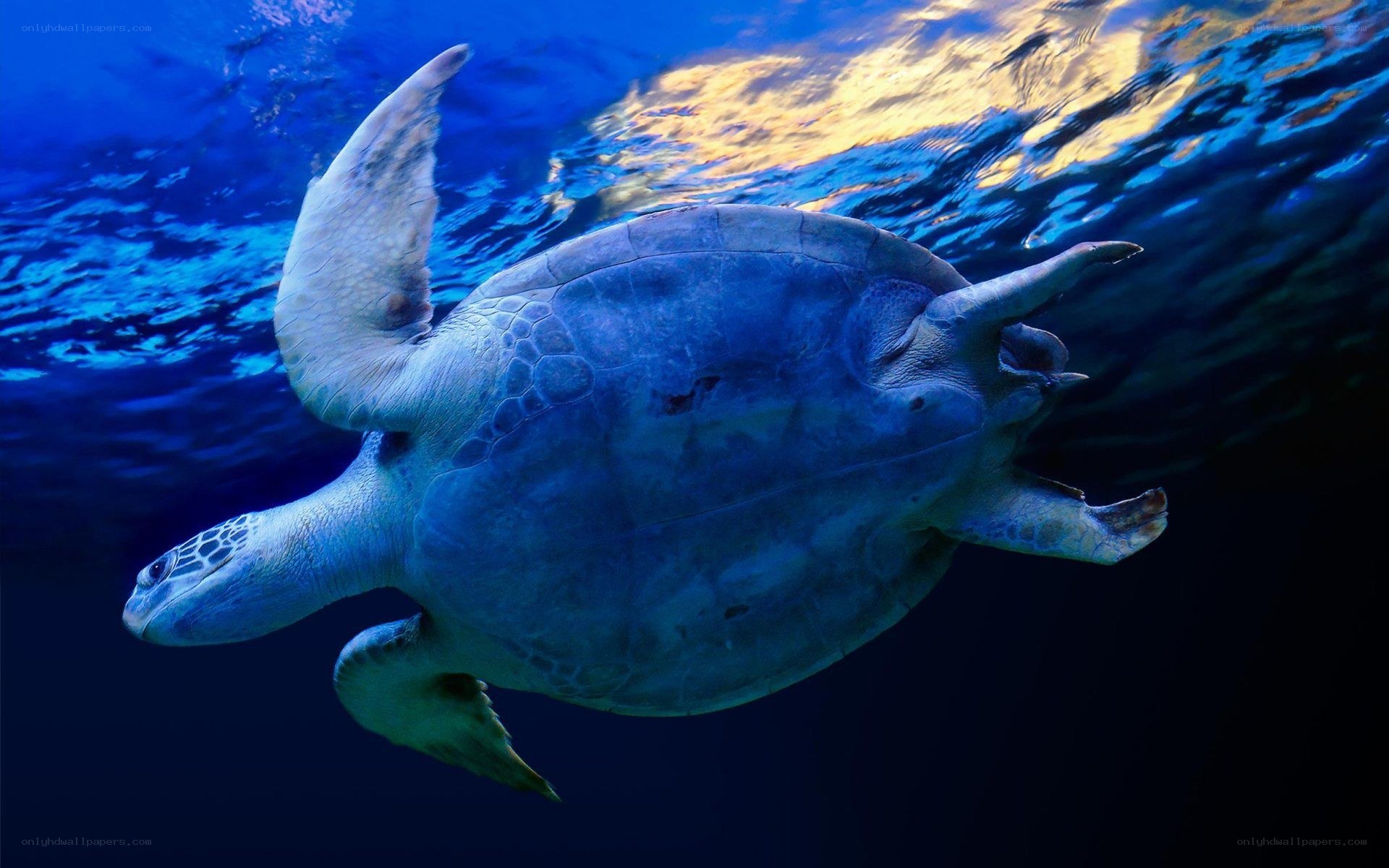 Sea turtle swimming underwater