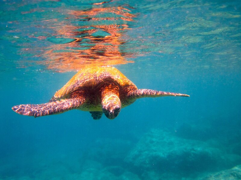 Sea turtle swimming underwater