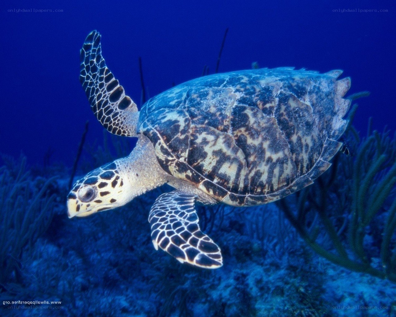 Sea turtle swimming underwater