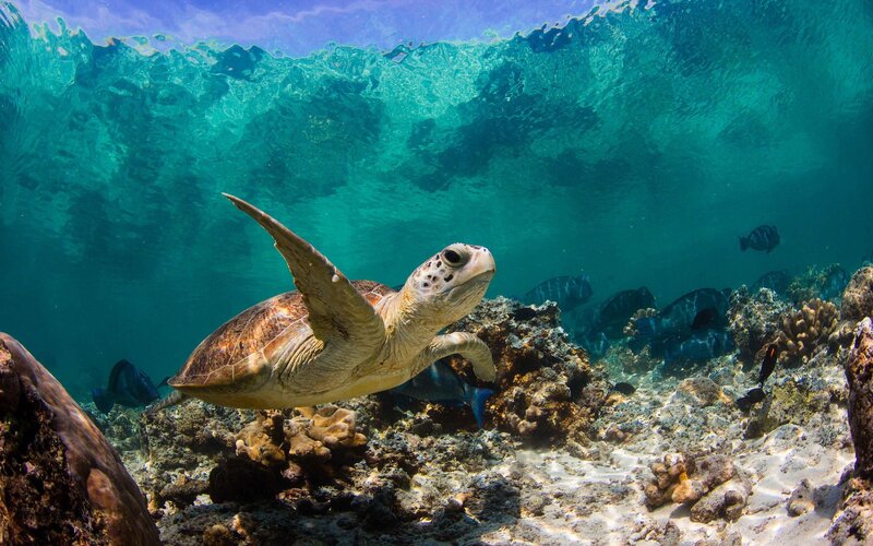 Sea turtle swimming underwater
