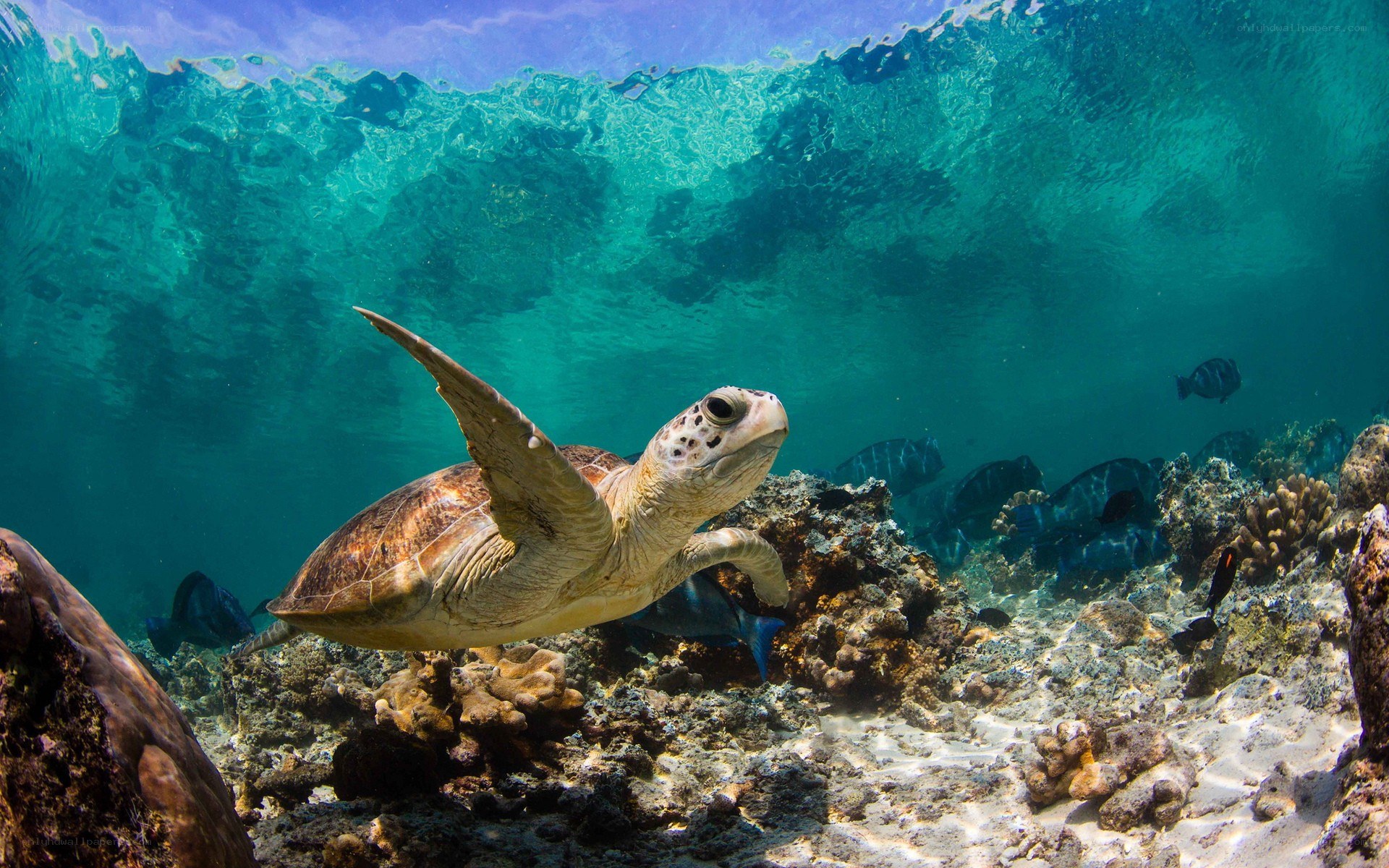 Sea turtle swimming underwater