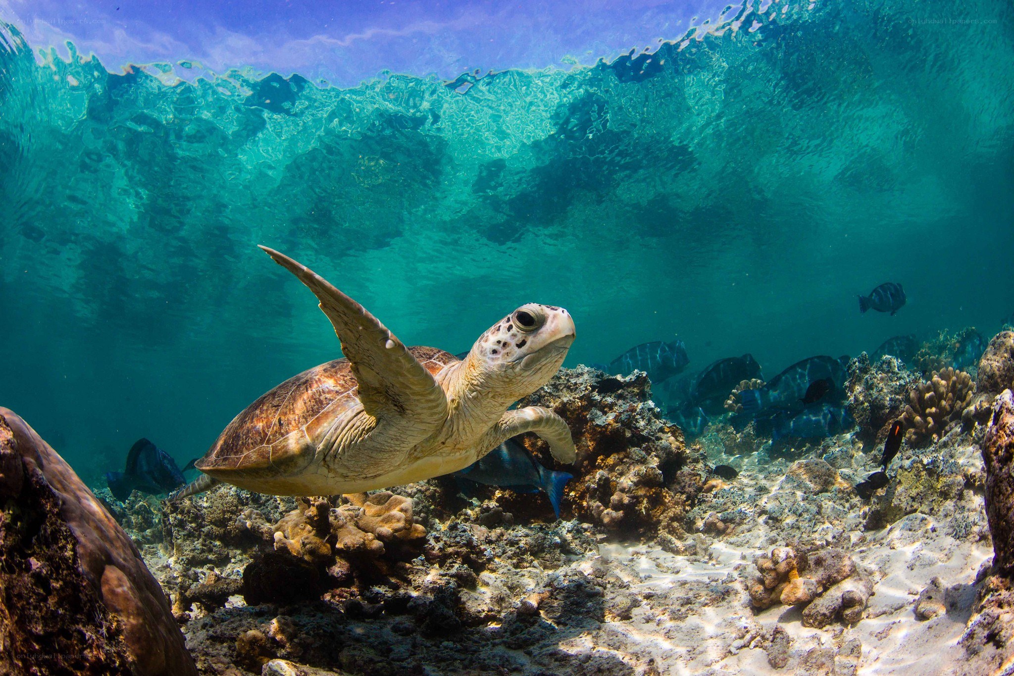 Sea turtle swimming underwater