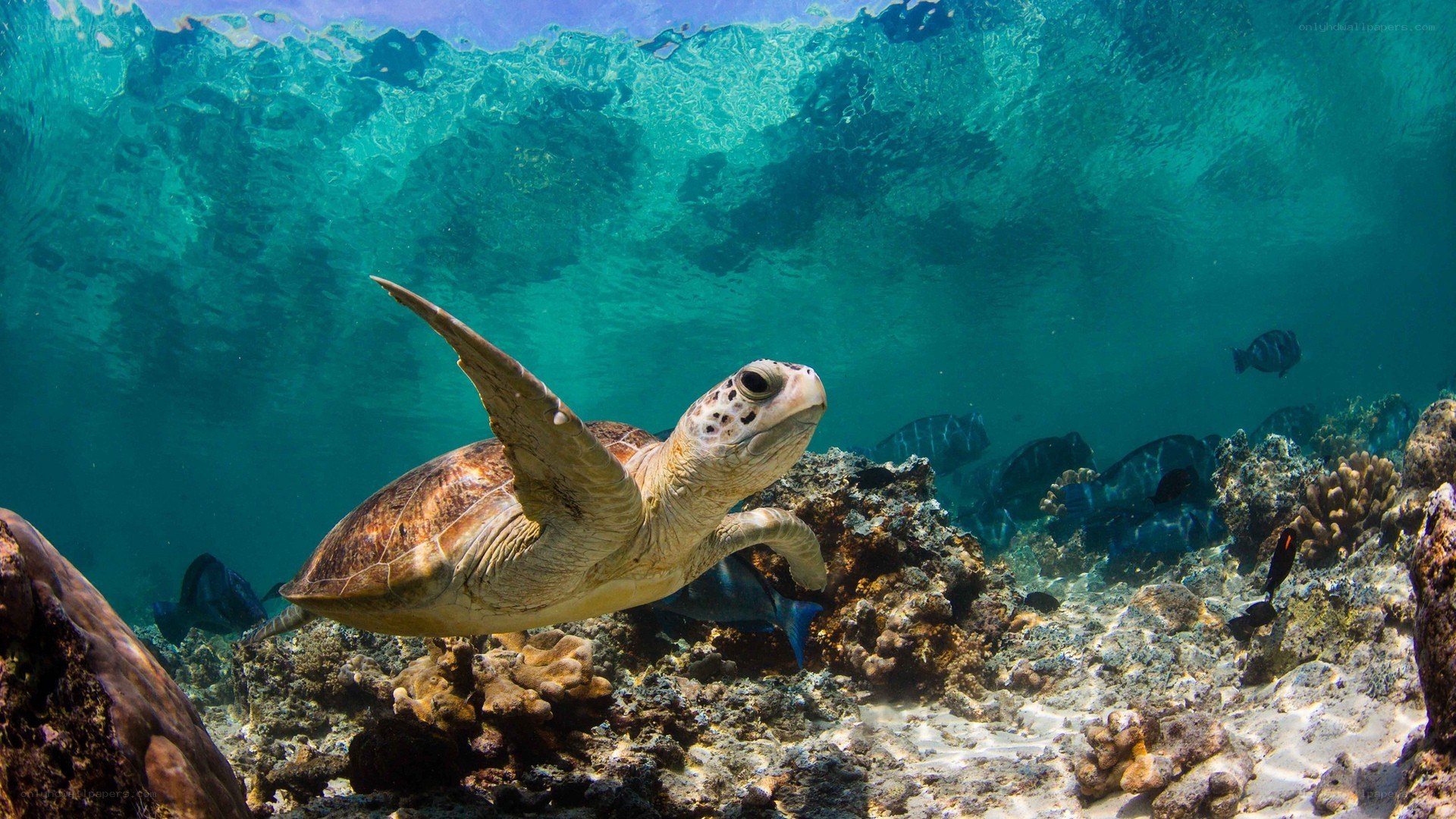 Sea turtle swimming underwater
