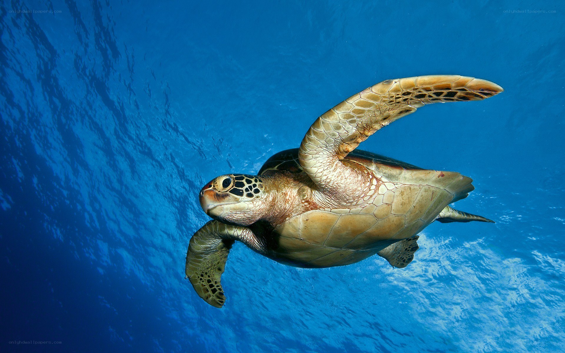 Sea turtle swimming underwater