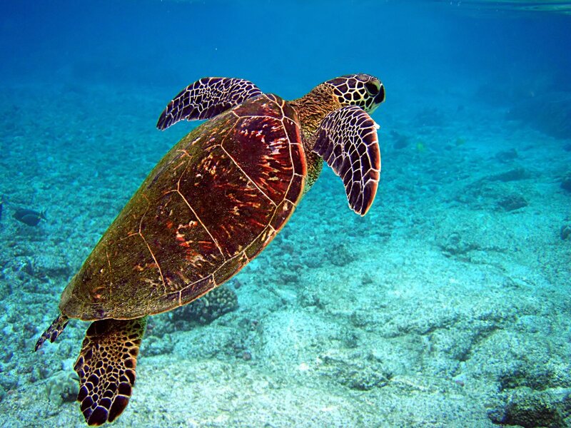 sea turtle swimming underwater