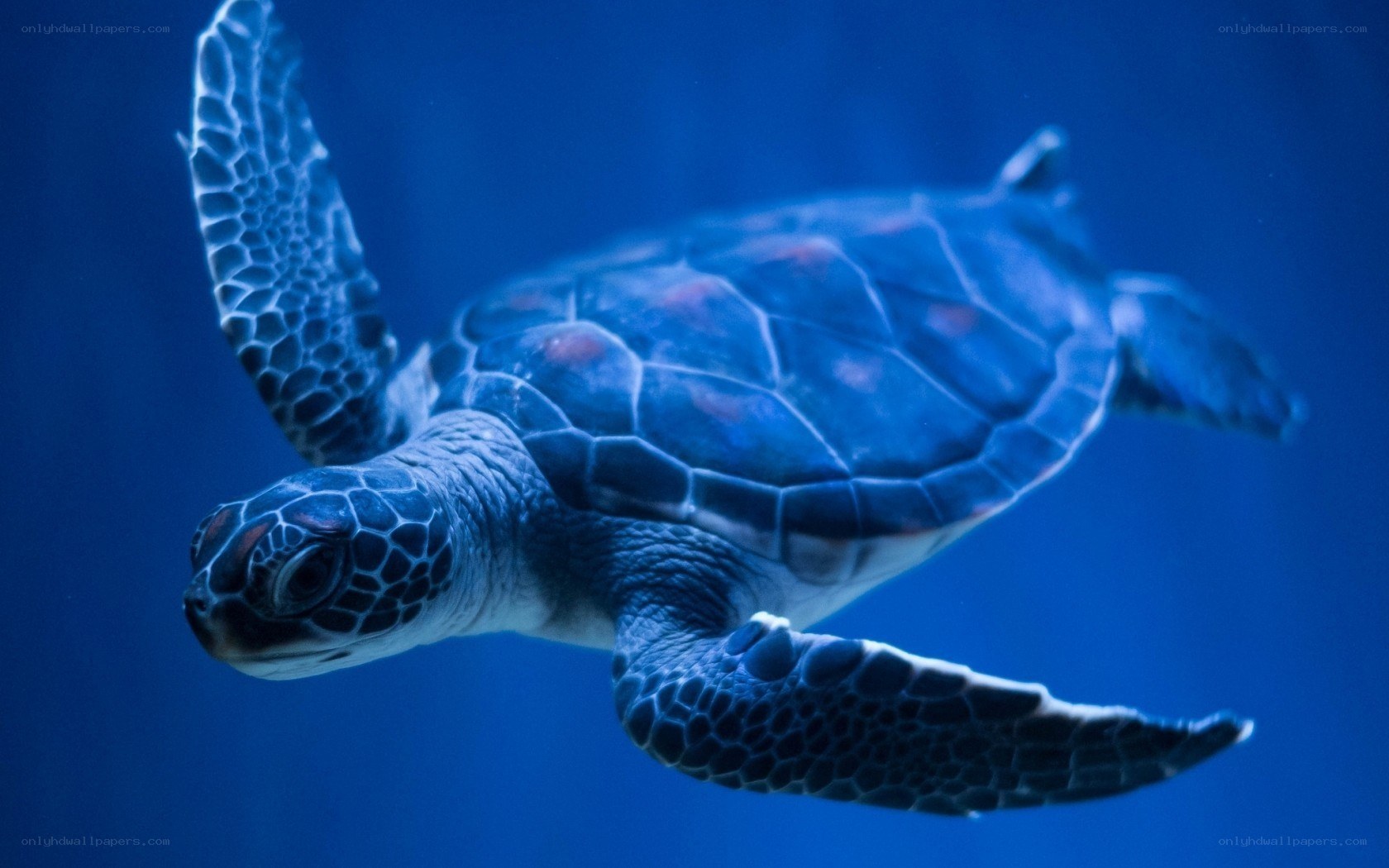 sea turtle swimming underwater