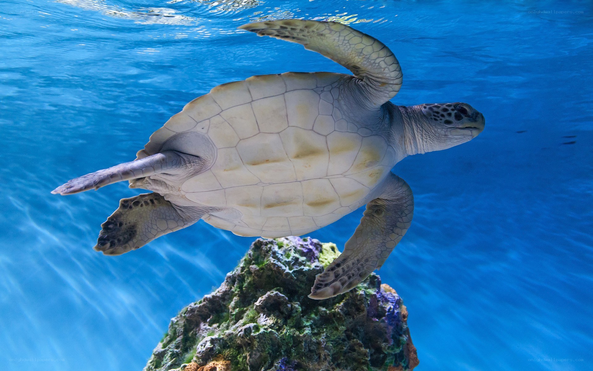 Sea turtle swimming underwater