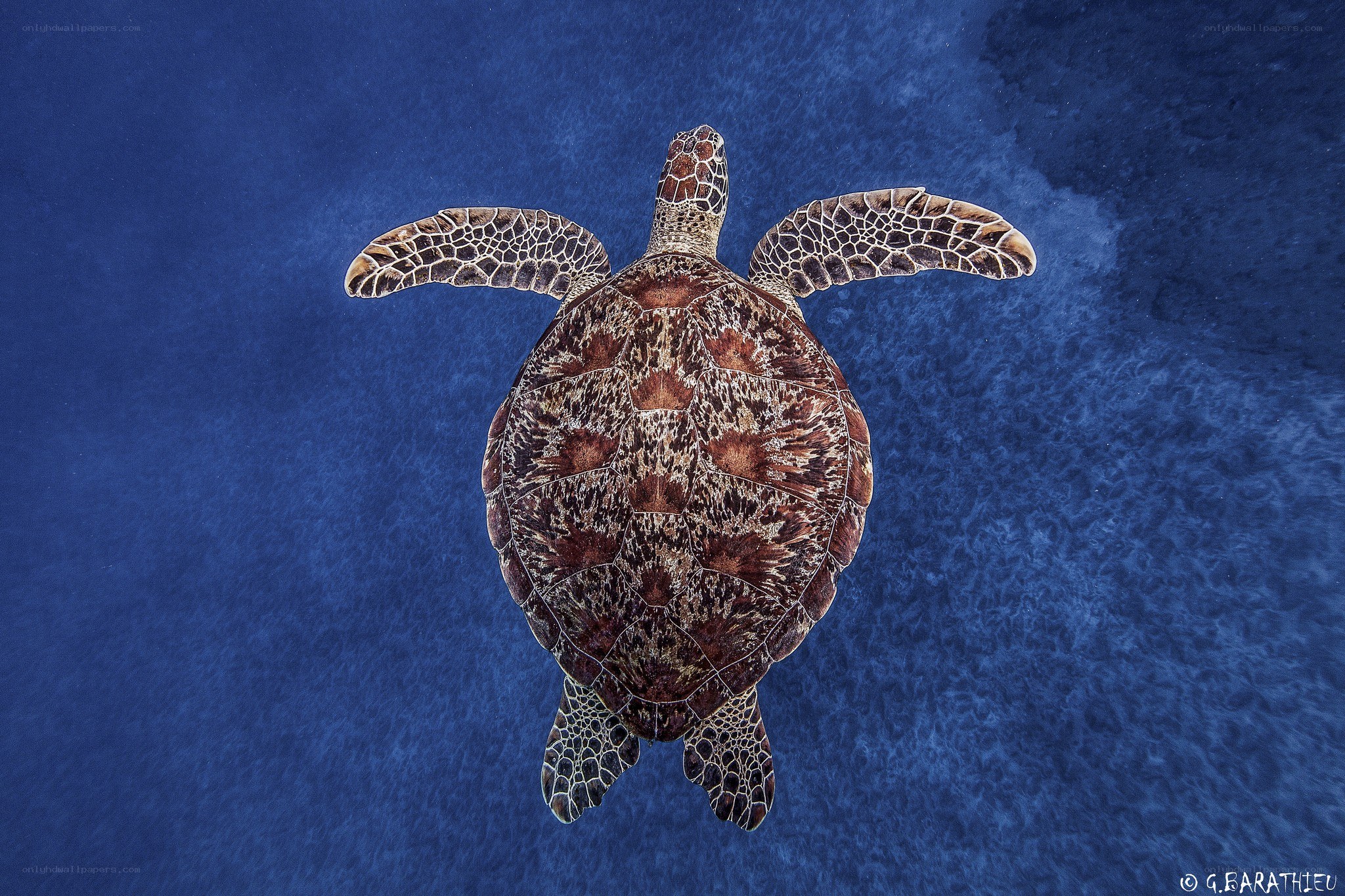 Sea turtle swimming underwater