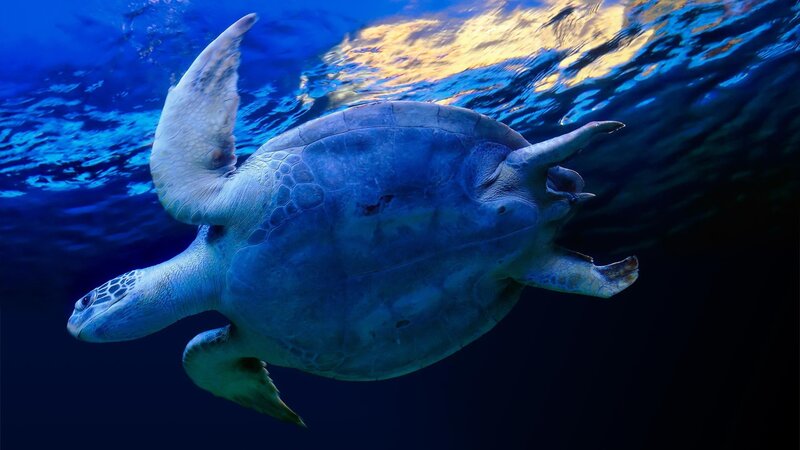 Sea turtle swimming underwater
