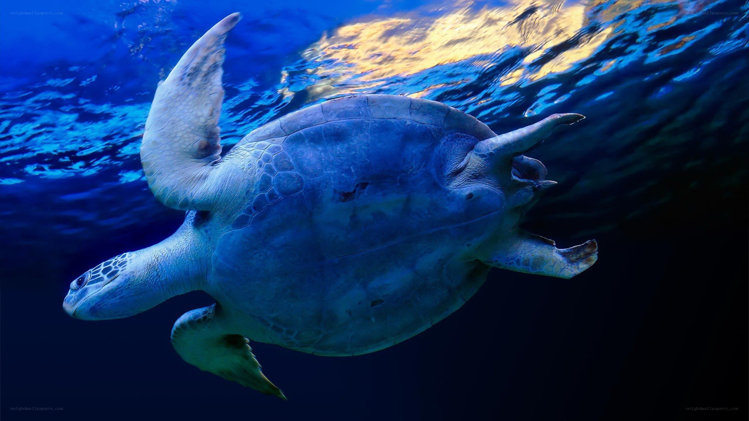 Sea turtle swimming underwater