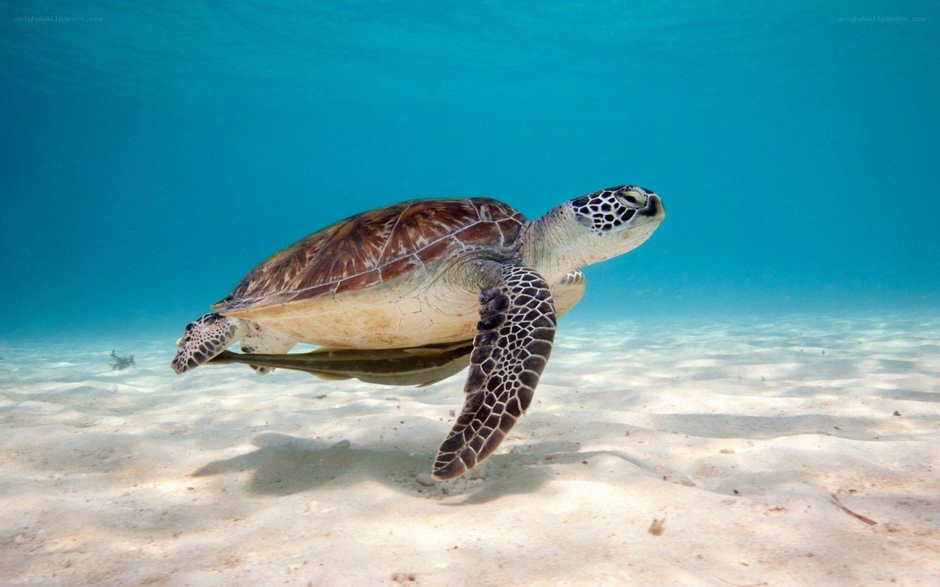 Sea turtle swimming underwater