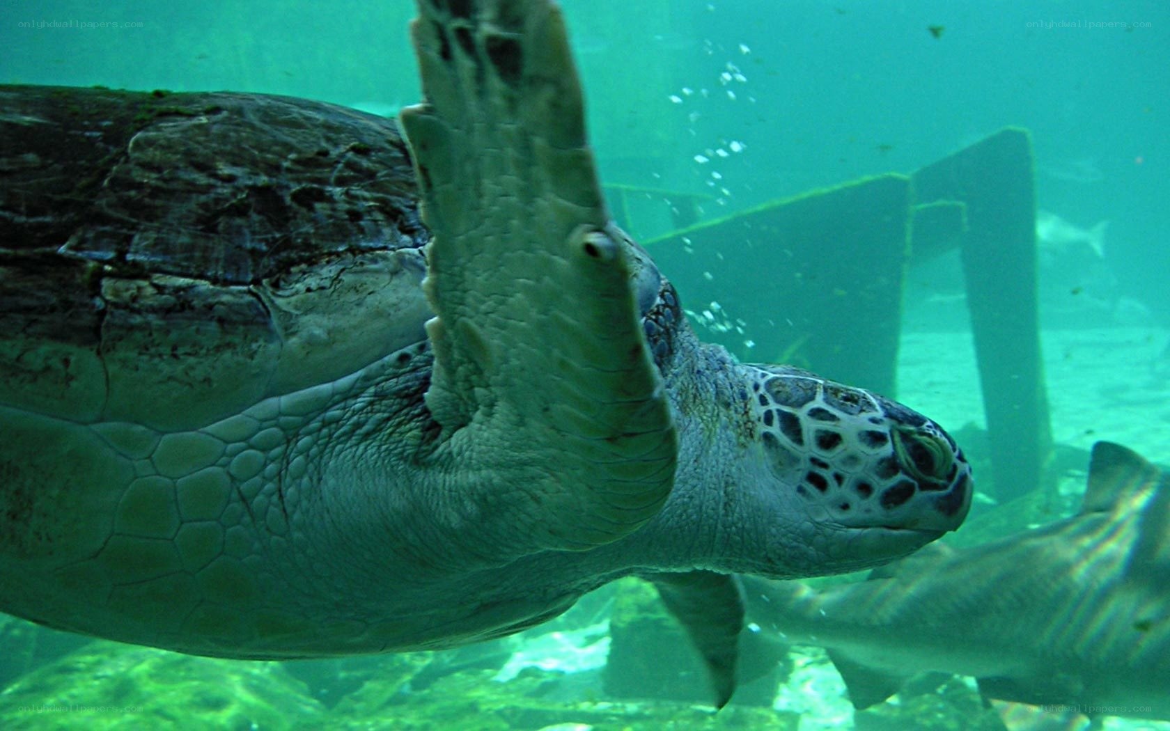 Sea turtle swimming underwater