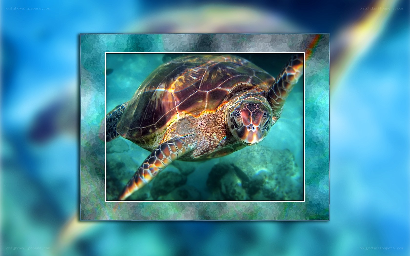 Sea turtle swimming underwater