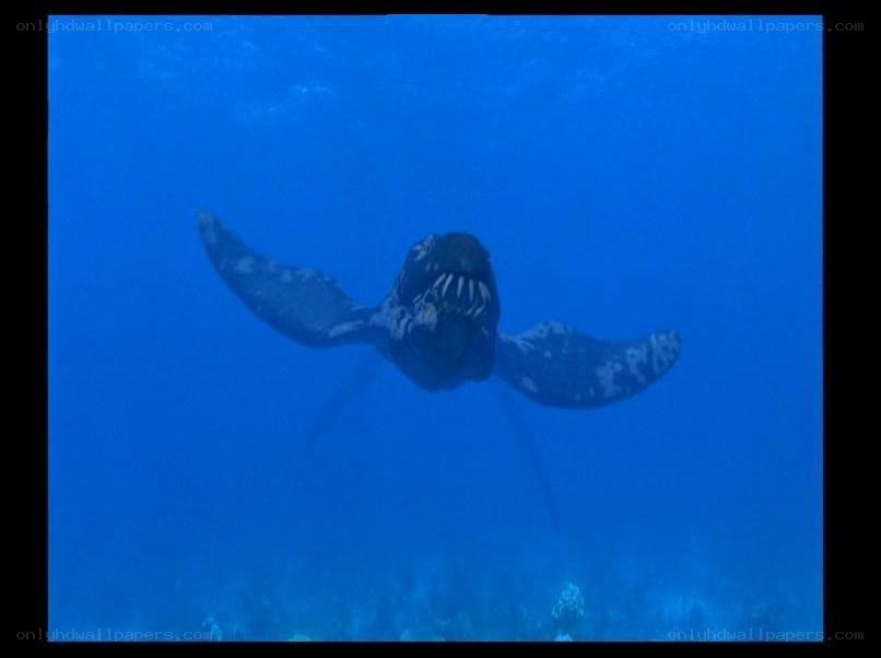 sea turtle swimming underwater