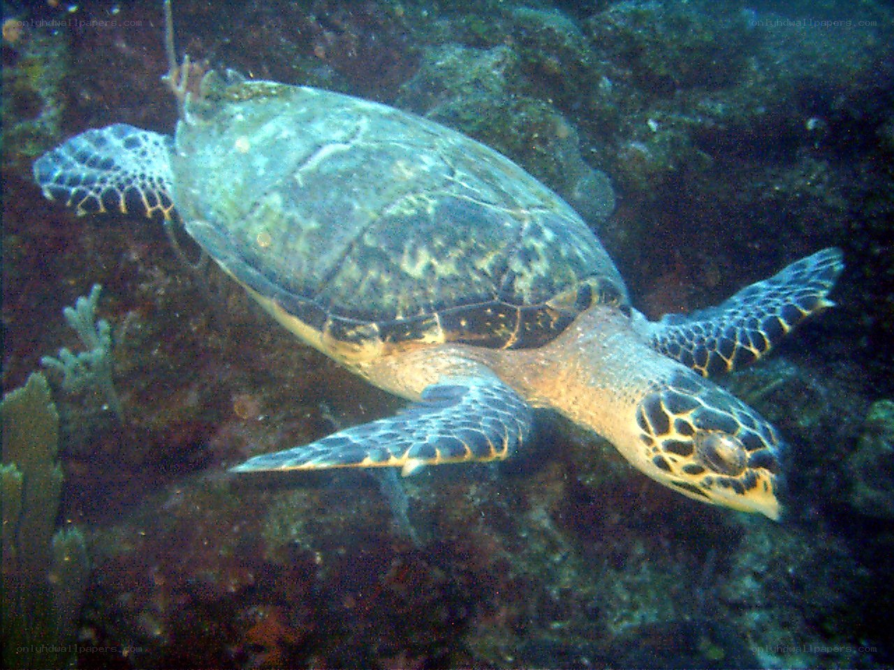 Sea turtle swimming underwater