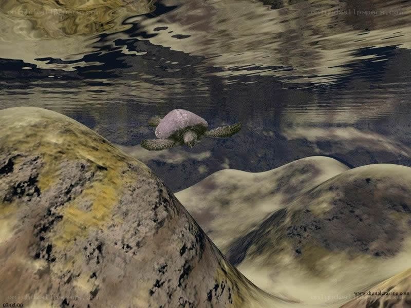 Sea turtle swimming underwater