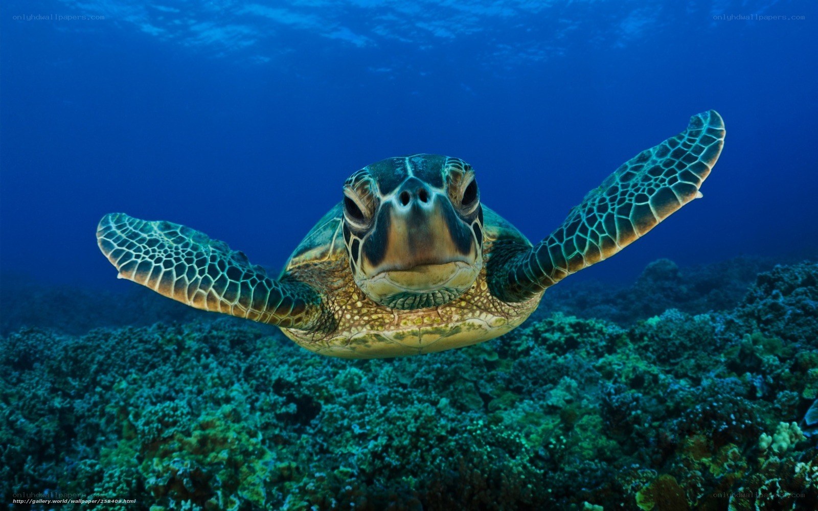 Sea turtle swimming underwater