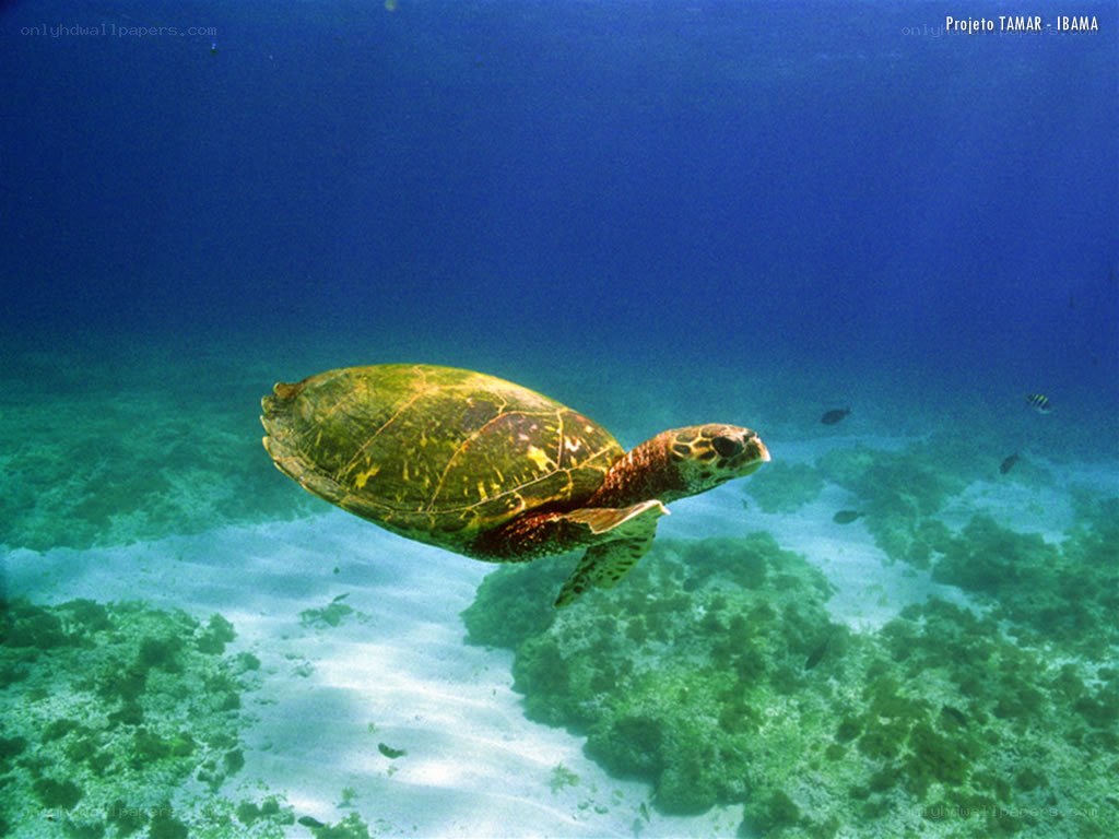 Sea turtle swimming underwater
