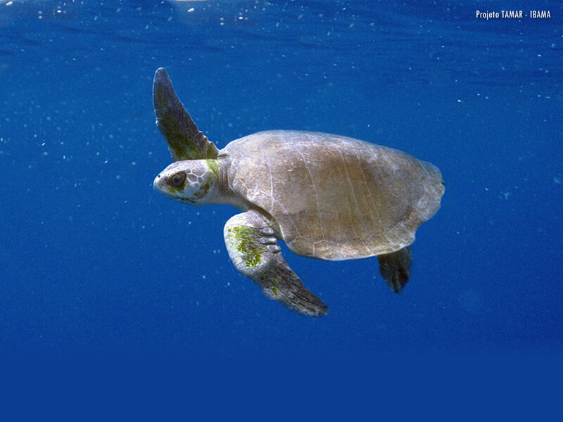Sea turtle swimming underwater