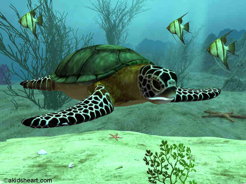 Sea turtle swimming underwater